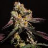 Cap'n Kush
